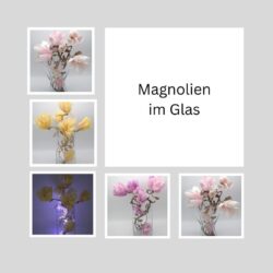 Magnolienzweige im Glas